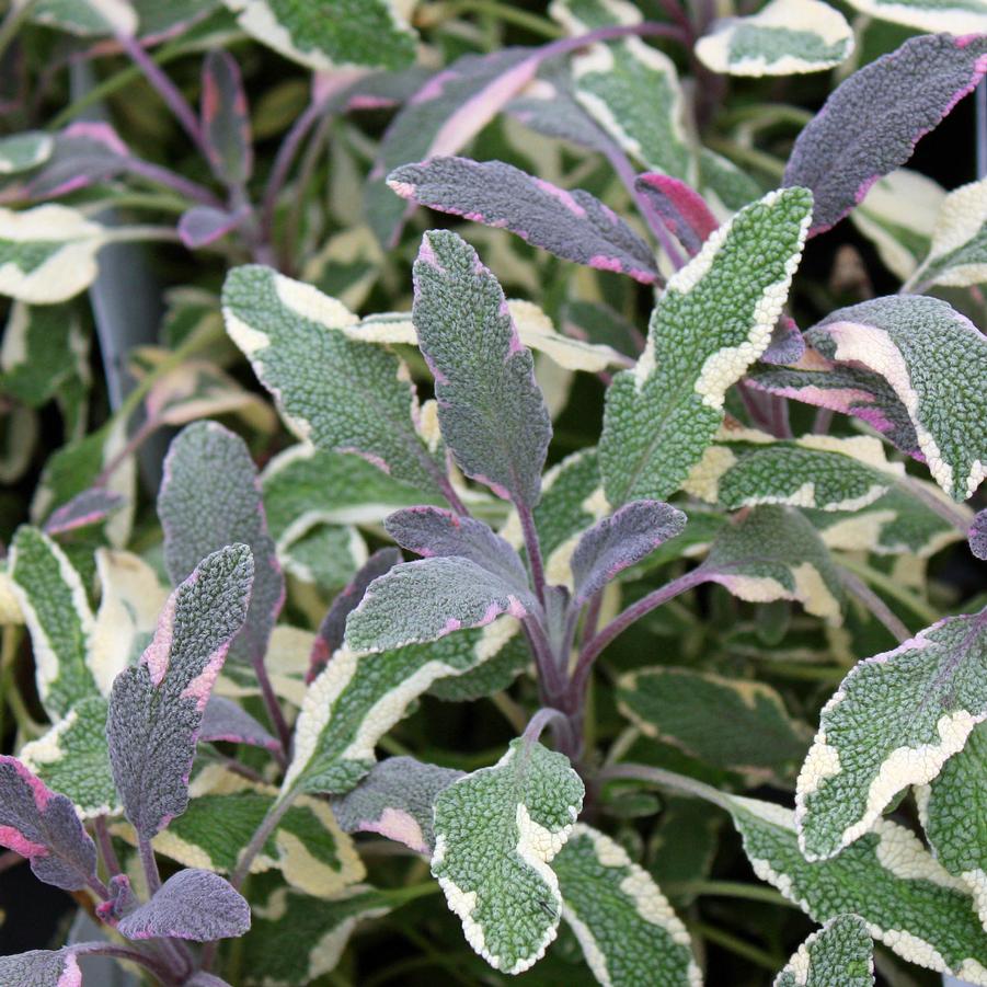 Sage, Tricolor 'Tricolor' - Salvia officinal from Hoffie Nursery