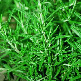 Rosemary, Common - Rosmarinus officinalis from Hoffie Nursery