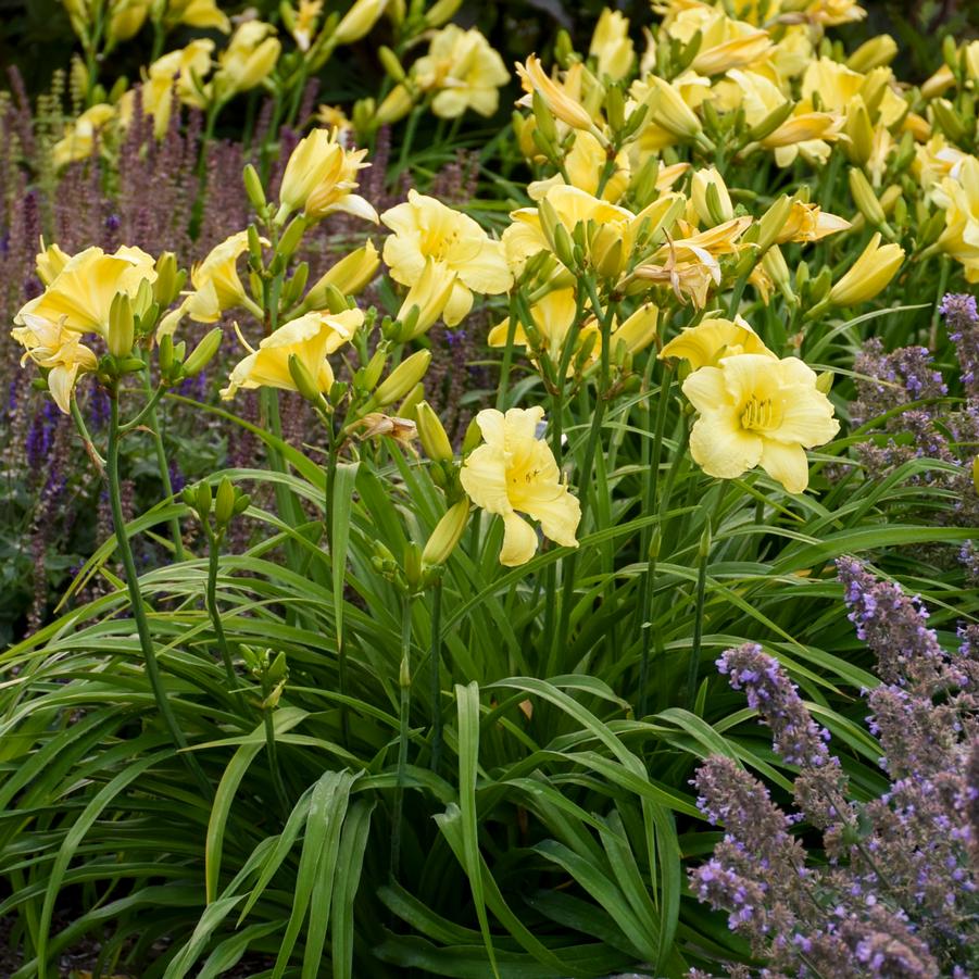 Hemerocallis RAINBOW RHYTHM® 'Going Bananas' - Daylily from Hoffie Nursery