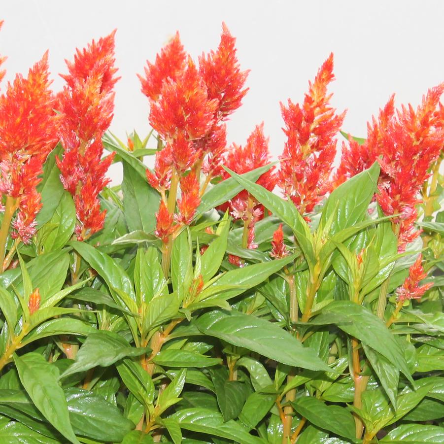 Celosia spicata Kelo 'Fire Orange' - Cockscomb from Hoffie Nursery