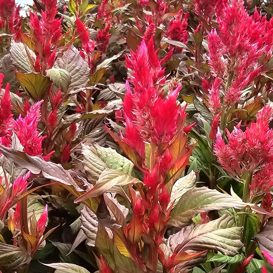 Celosia spicata 'Fire Scarlet' Cockscomb from Hoffie Nursery