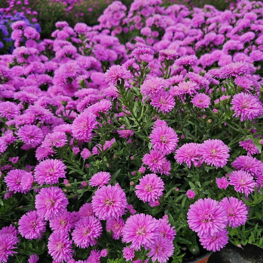 Aster 'Marie III Dark Pink' - Fall Aster from Hoffie Nursery