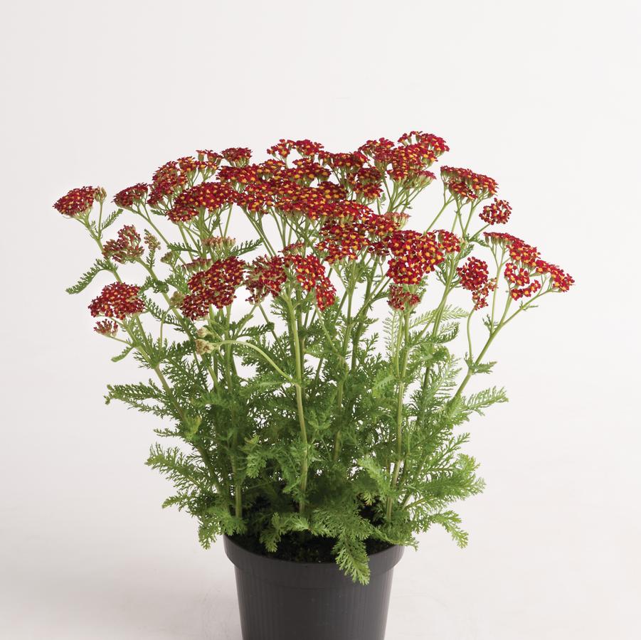 Achillea millefolium Milly Rock™ 'Red' - Yarrow from Hoffie Nursery