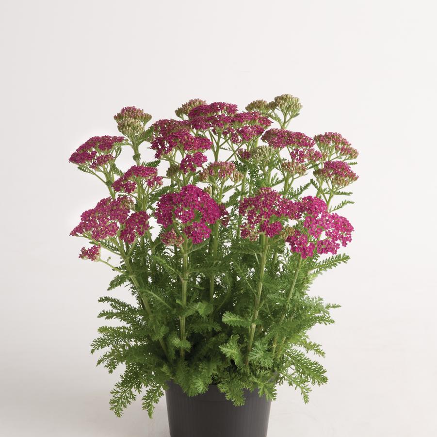 Achillea millefolium Milly Rock 'Rose' - Yarrow from Hoffie Nursery