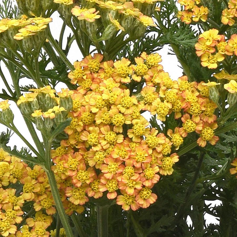 Achillea millefolium Milly Rock™ 'Yellow' - Yarrow from Hoffie Nursery