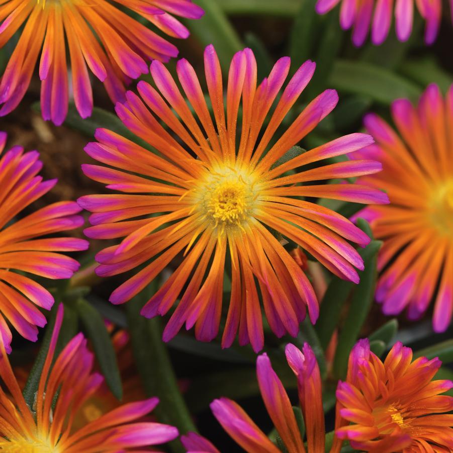 Delosperma Ocean Sunset™ 'Orange Glow' - Ice Plant from Hoffie Nursery