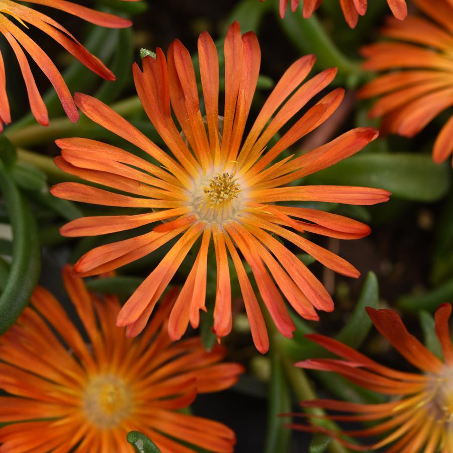 Delosperma Ocean Sunset™ 'Orange Vibe' - Ice Plant from Hoffie Nursery