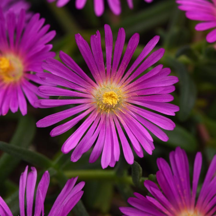 Delosperma Ocean Sunset™ 'Violet' - Ice Plant from Hoffie Nursery