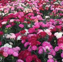 Dianthus Constant Cadence® 'Milk Cherry' - from Hoffie Nursery