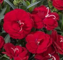 Dianthus Constant Cadence® 'Red' - from Hoffie Nursery