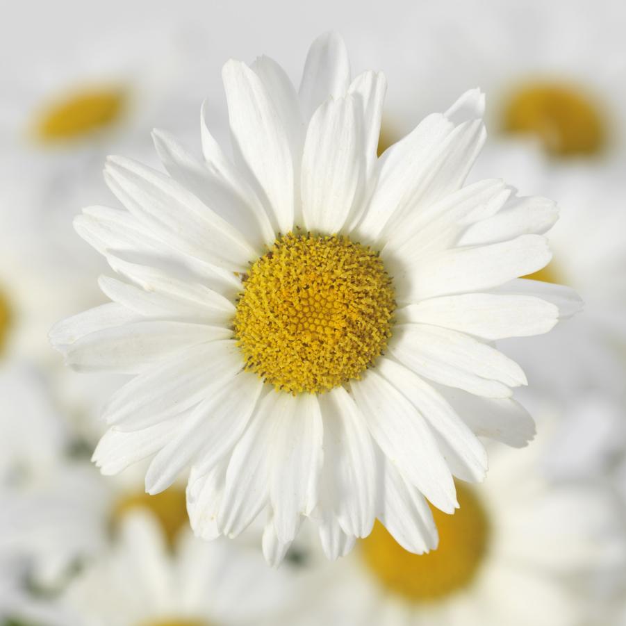 Leucanthemum superbum 'White Lion' - Shasta Daisy from Hoffie Nursery