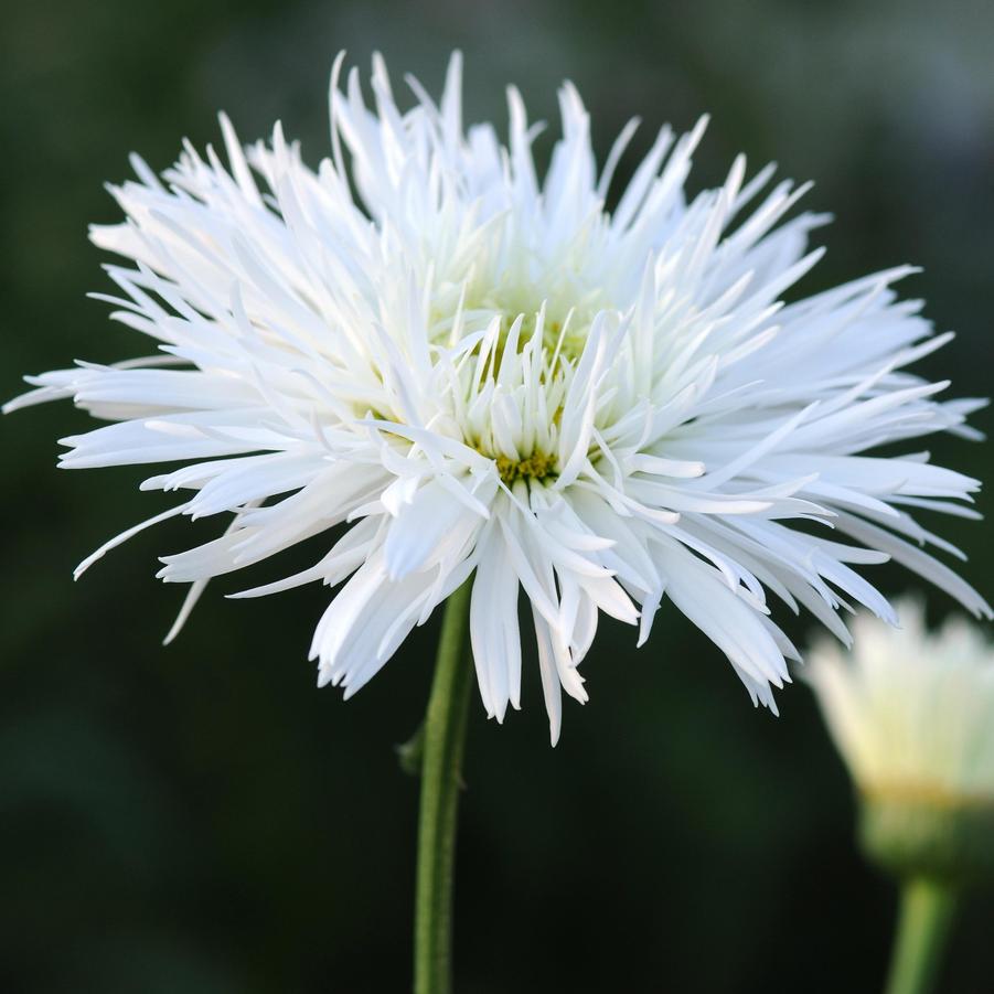 Leucanthemum superbum 'Sante' - Shasta Daisy from Hoffie Nursery