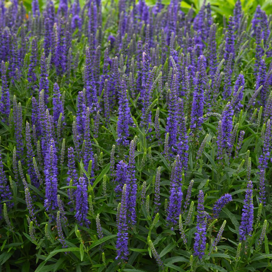 Veronica Dark Blue Improved Moody Blues® - Speedwell from Hoffie Nursery