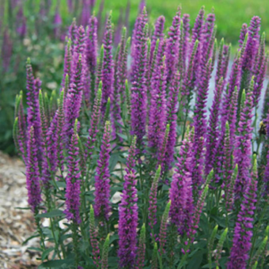 Veronica Mauve Moody Blues® - Speedwell from Hoffie Nursery