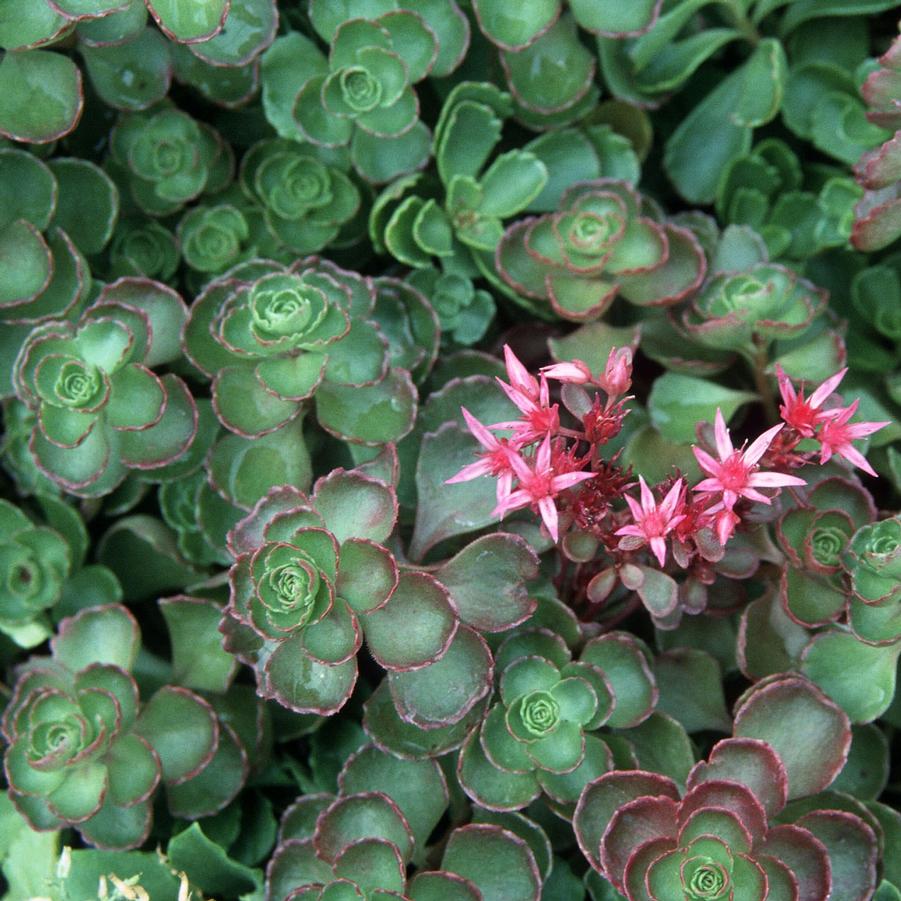 Sedum spurium 'Fuldaglut' - Stonecrop from Hoffie Nursery