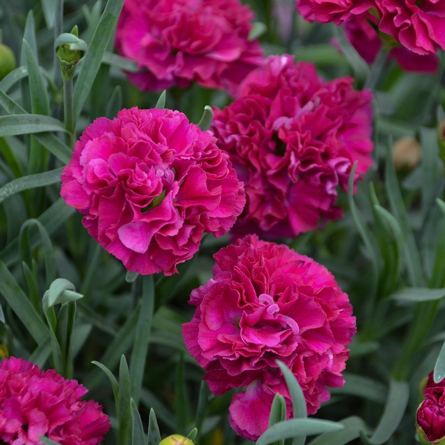 Dianthus FRUIT PUNCH™ 'Funky Fuchsia' - Pinks from Hoffie Nursery