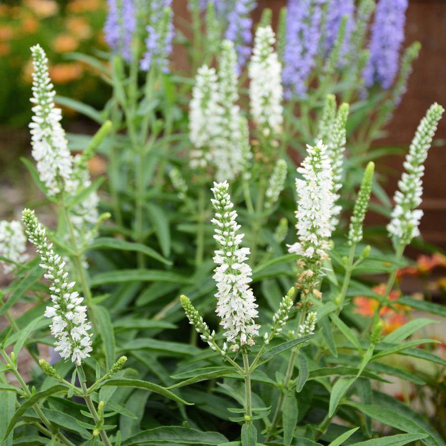 Veronica White Moody Blues® - Speedwell from Hoffie Nursery