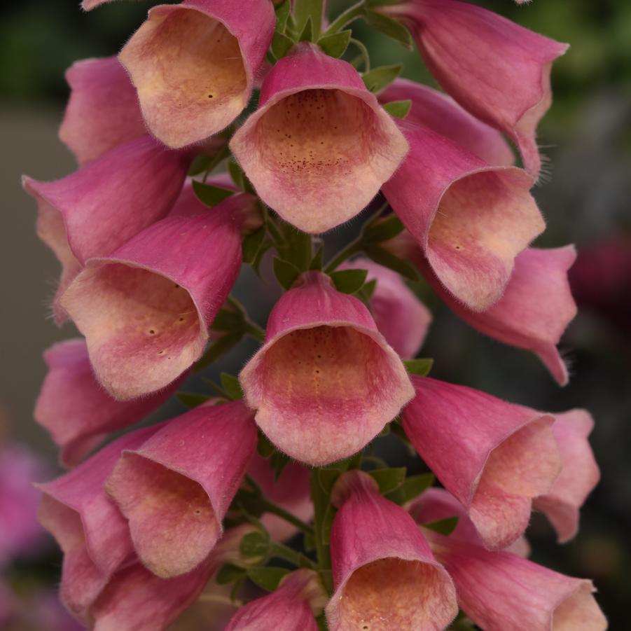 Digitalis Arctic Fox Rose Arctic Fox Rose - Foxglove from Hoffie Nursery