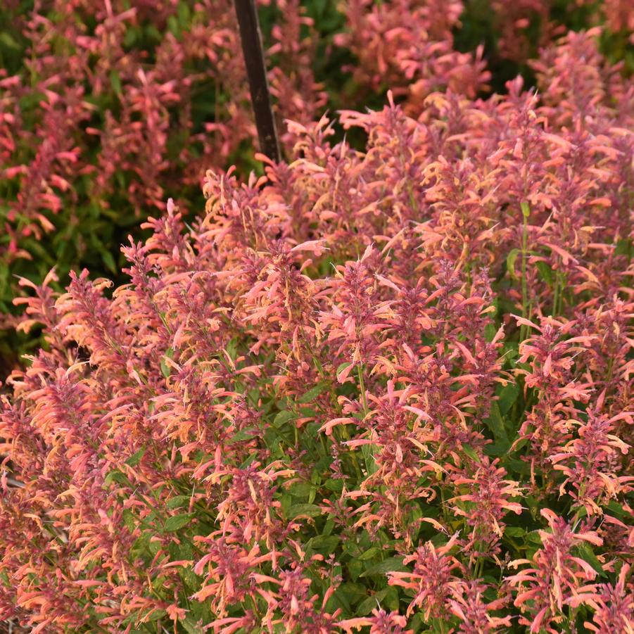 Agastache 'Guava Lava' - Anise Hyssop from Hoffie Nursery