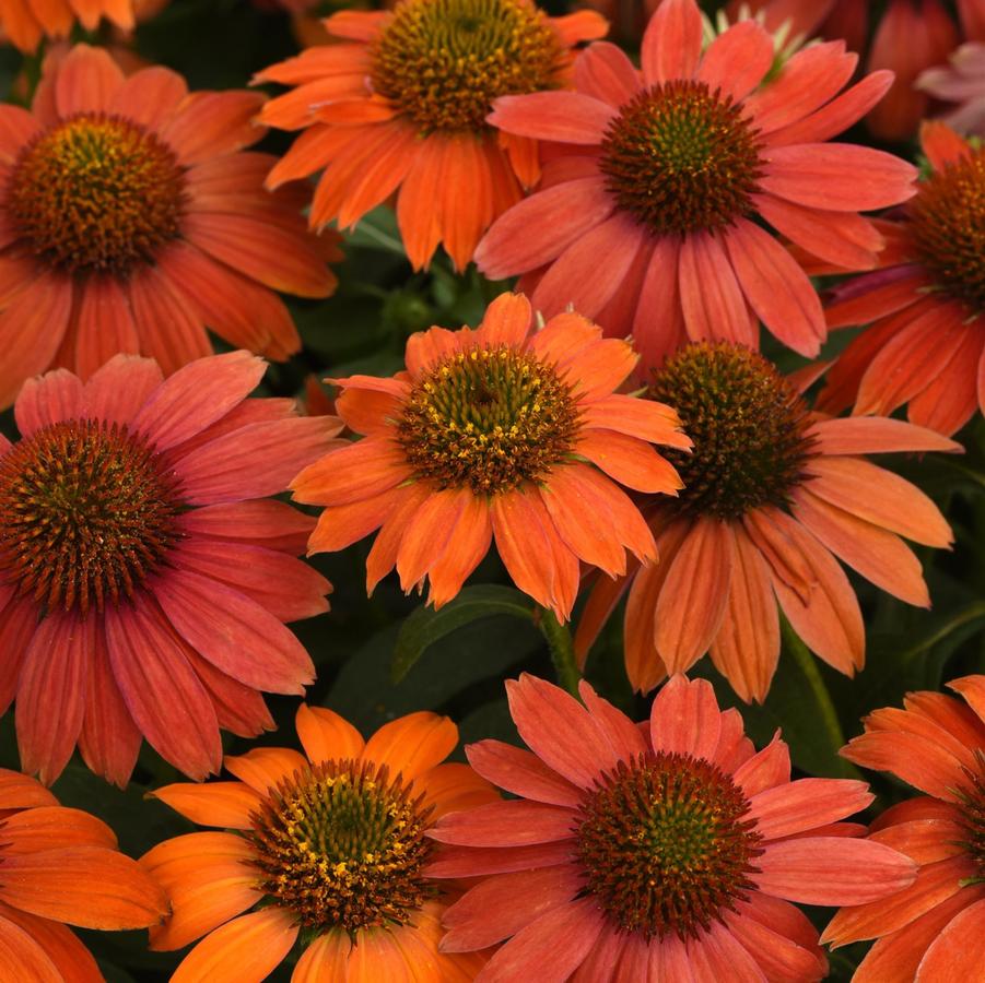 Echinacea Artisan® Red Ombre Artisan® - Coneflower from Hoffie Nursery