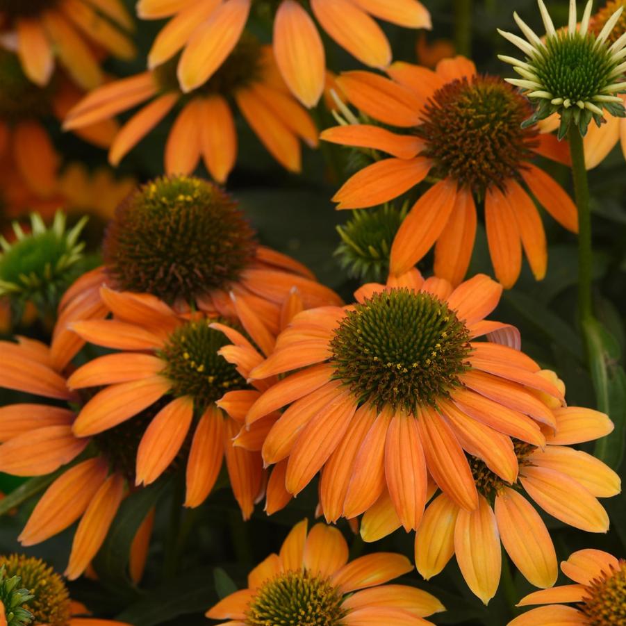 Echinacea Artisan® Soft Orange Artisan® - Coneflower from Hoffie Nursery