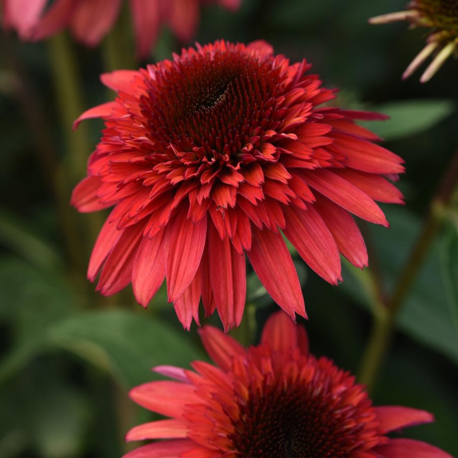 Echinacea Double Scoop™ Raspberry Deluxe Double Scoop™ Raspberry Deluxe Double Scoop™ - Double Coneflower from Hoffie Nursery