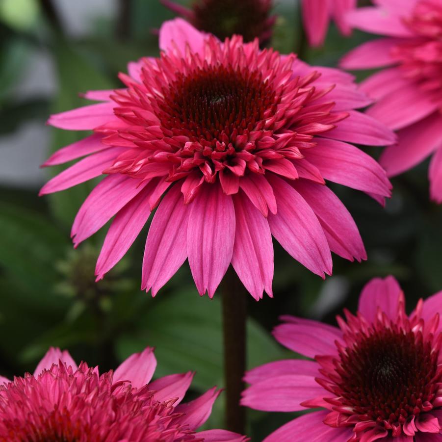 Echinacea Watermelon Deluxe Double Scoop™ - Double Coneflower from Hoffie Nursery