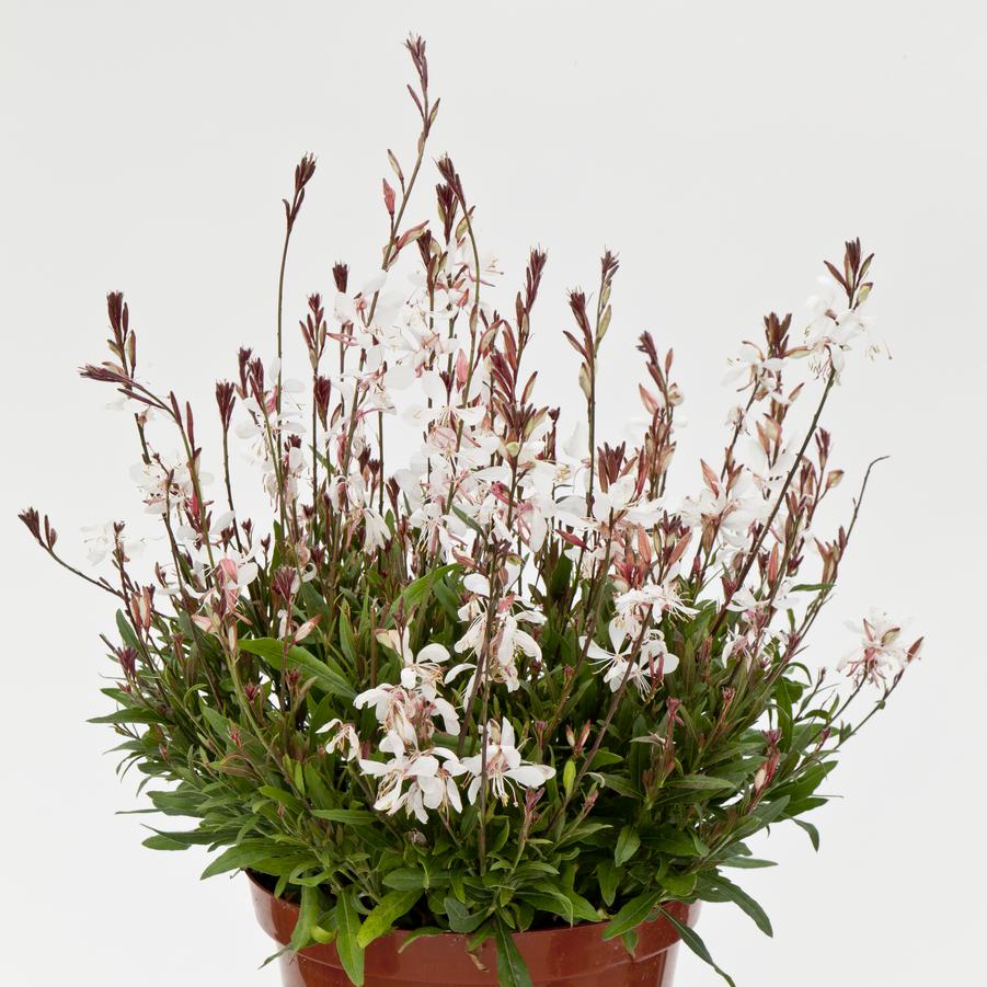 Gaura lindheimeri Bantam® White Bantam® - Butterfly Gaura from Hoffie Nursery