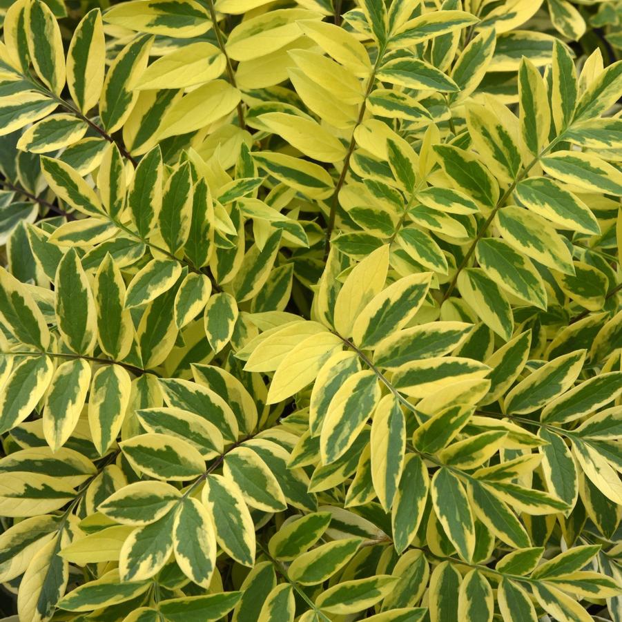 Polemonium pulcherrimum 'Golden Feathers' - Jacob's Ladder from Hoffie Nursery