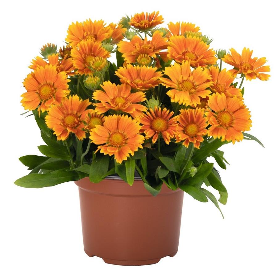 Gaillardia aristata Spintop® Mango Spintop® - Blanket Flower from Hoffie Nursery