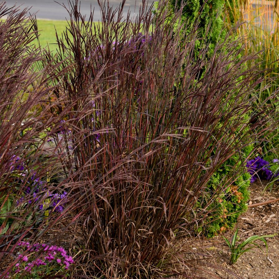 Andropogon gerardii 'Blackhawks' - Big Bluestem from Hoffie Nursery