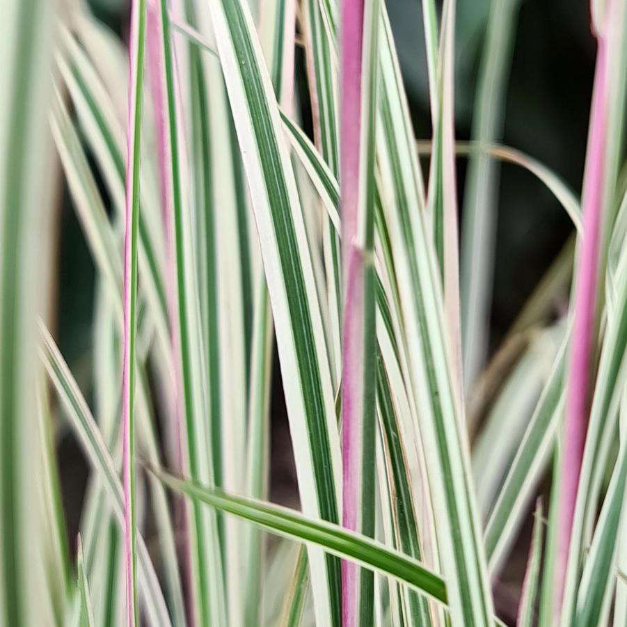 Schizachyrium scoparium 'Chameleon' - Little Bluestem from Hoffie Nursery