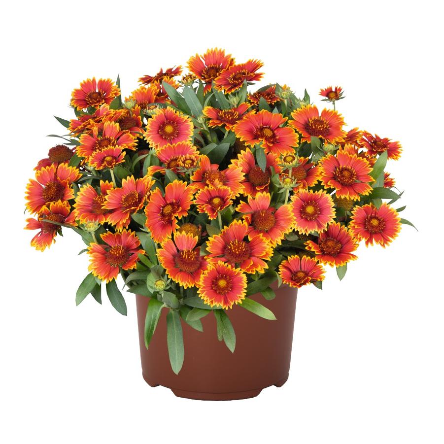 Gaillardia aristata Spintop® Orange Halo Spintop® - Blanket Flower from Hoffie Nursery