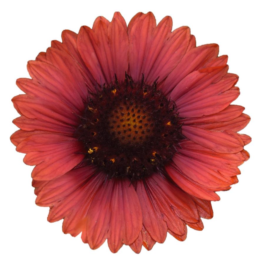 Gaillardia aristata Spintop® Red Spintop® - Blanket Flower from Hoffie Nursery