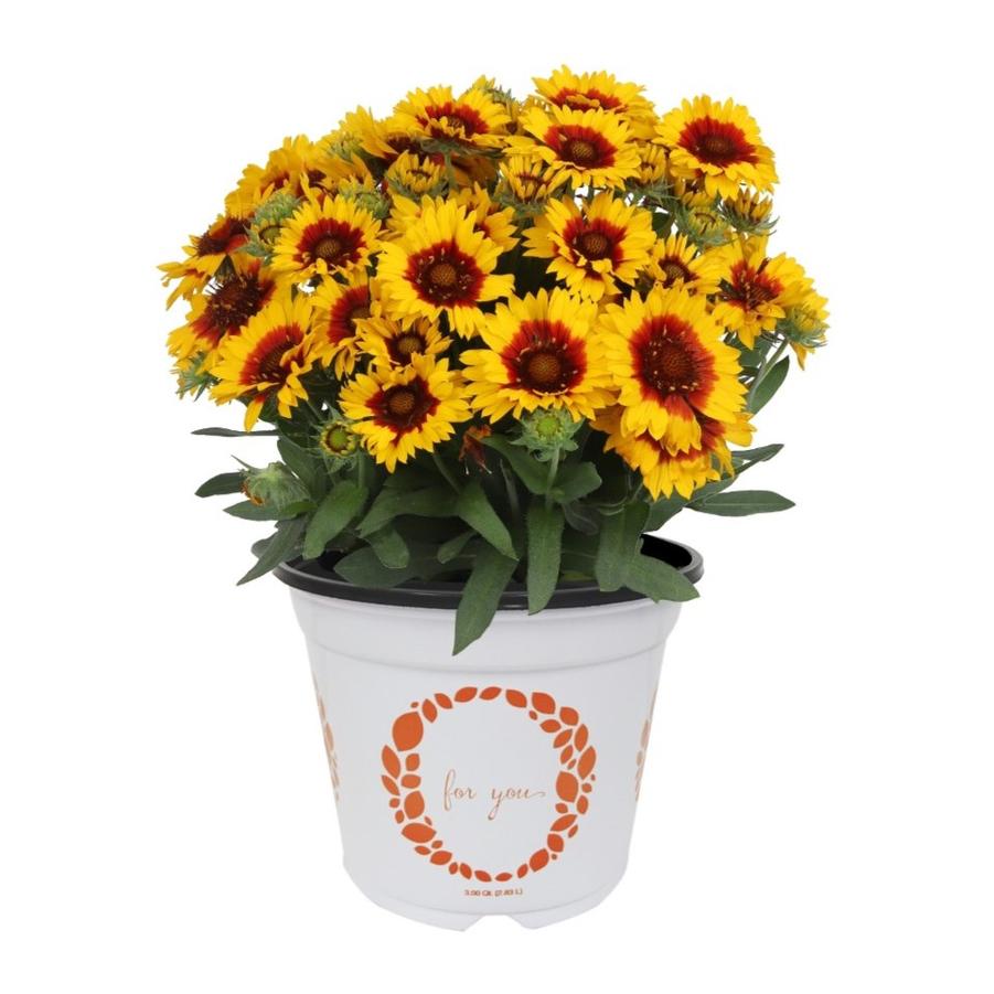 Gaillardia aristata Spintop® Red Starburst Improved Spintop® - Blanket Flower from Hoffie Nursery