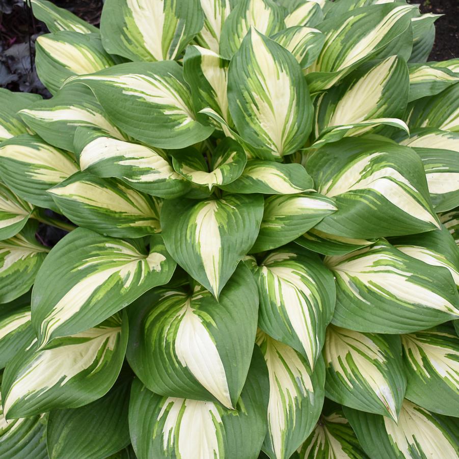 Hosta Shadowland® 'Miss America' - Hosta from Hoffie Nursery