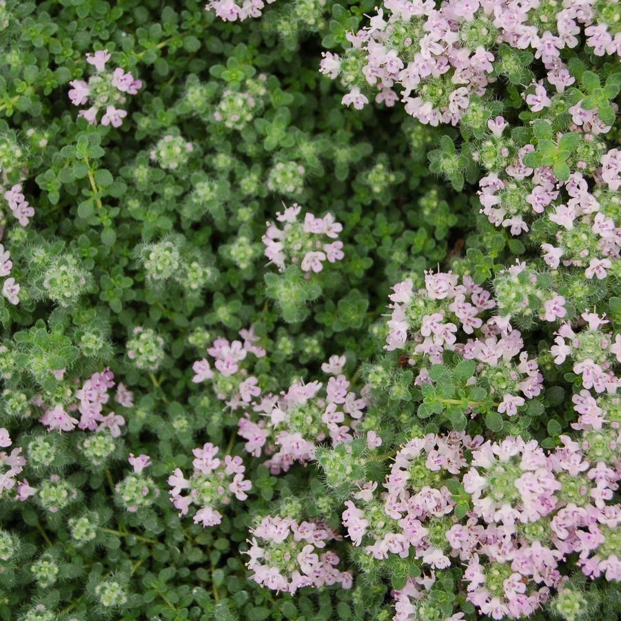 Thymus serpyllum - Mother of Thyme from Hoffie Nursery