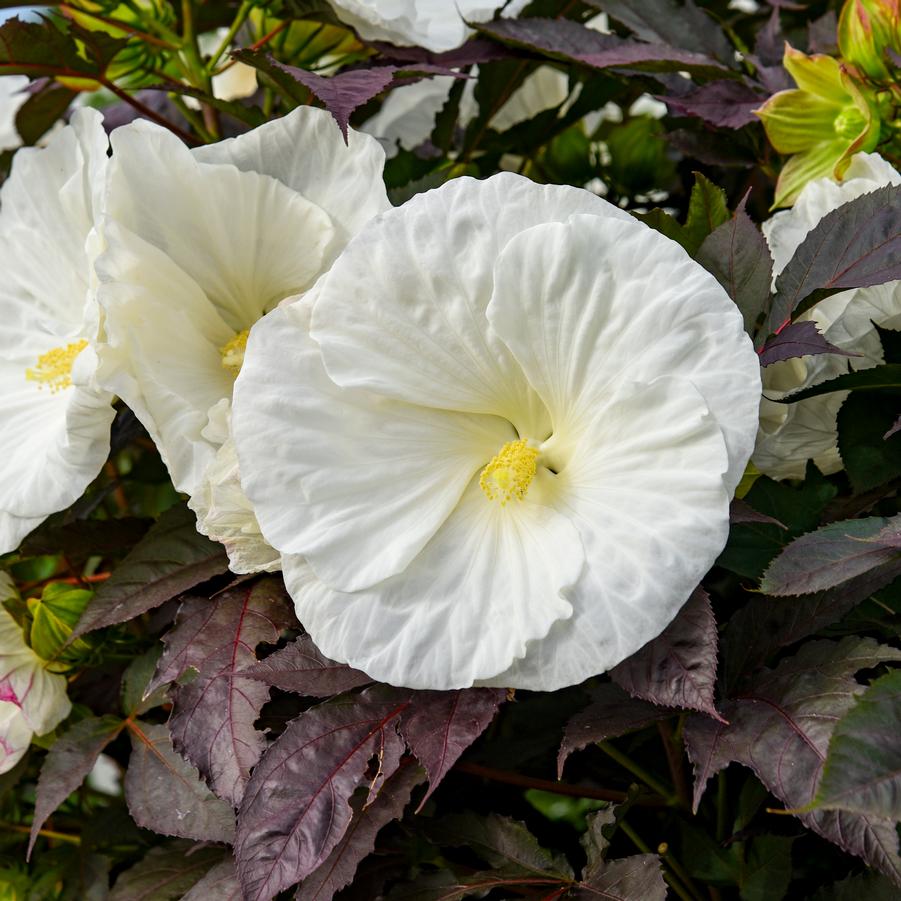 Hibiscus Summerific® Summerific® 'Cookies and Cream' - Rose Mallow from Hoffie Nursery