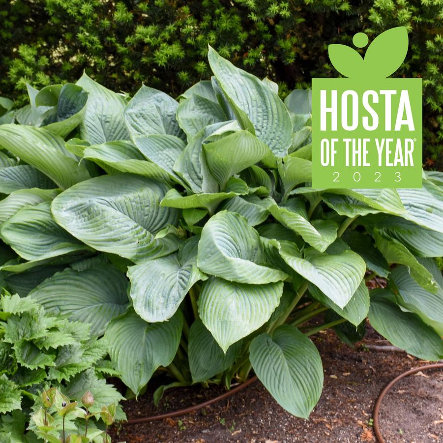 Hosta 'Empress Wu' - Hosta from Hoffie Nursery