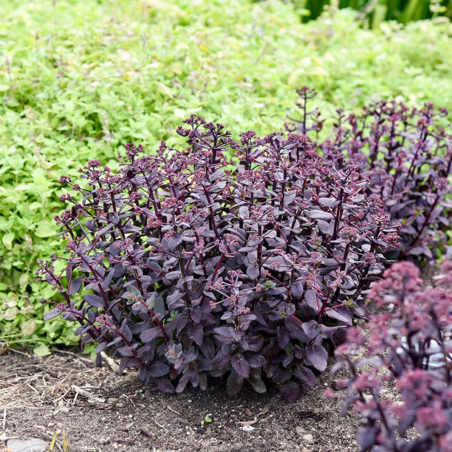 Sedum ROCK 'N GROW® 'Midnight Velvet' - Stonecrop from Hoffie Nursery