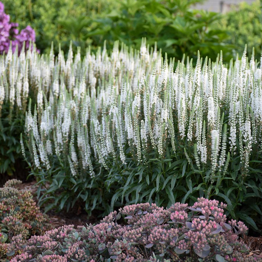 Veronica Magic Show® 'White Wands' - Speedwell from Hoffie Nursery