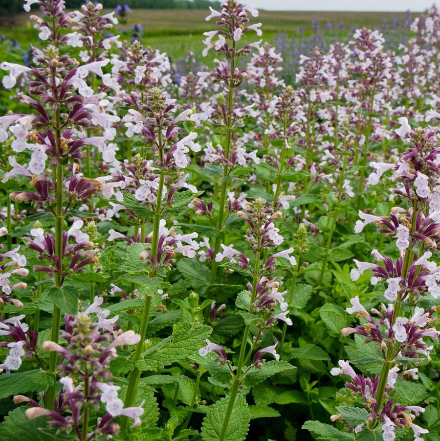 Nepeta faassenii Whispurr™ 'Pink' - Persian Catmint from Hoffie Nursery