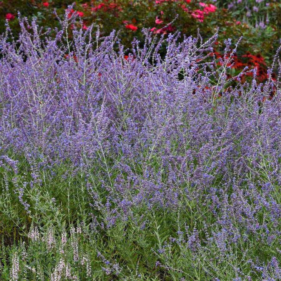 Perovskia atriplicifolia 'CrazyBlue' - Russian Sage from Hoffie Nursery