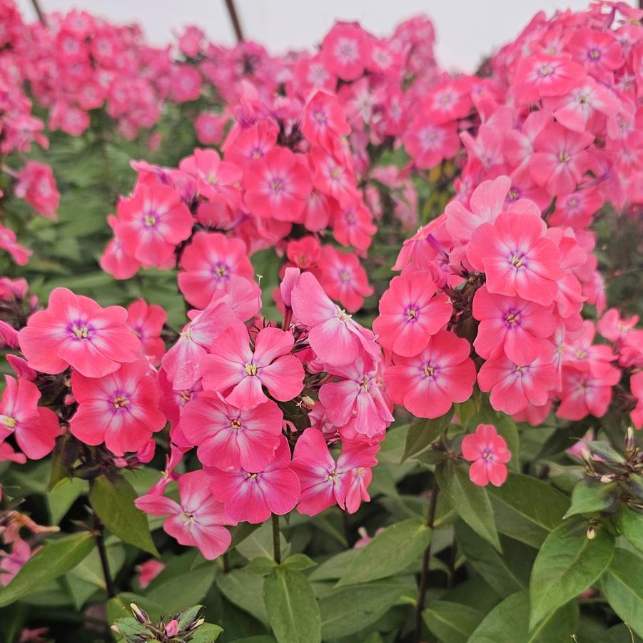 Phlox paniculata Candy Store® 'Coral Creme Drop' - Garden Phlox from Hoffie Nursery