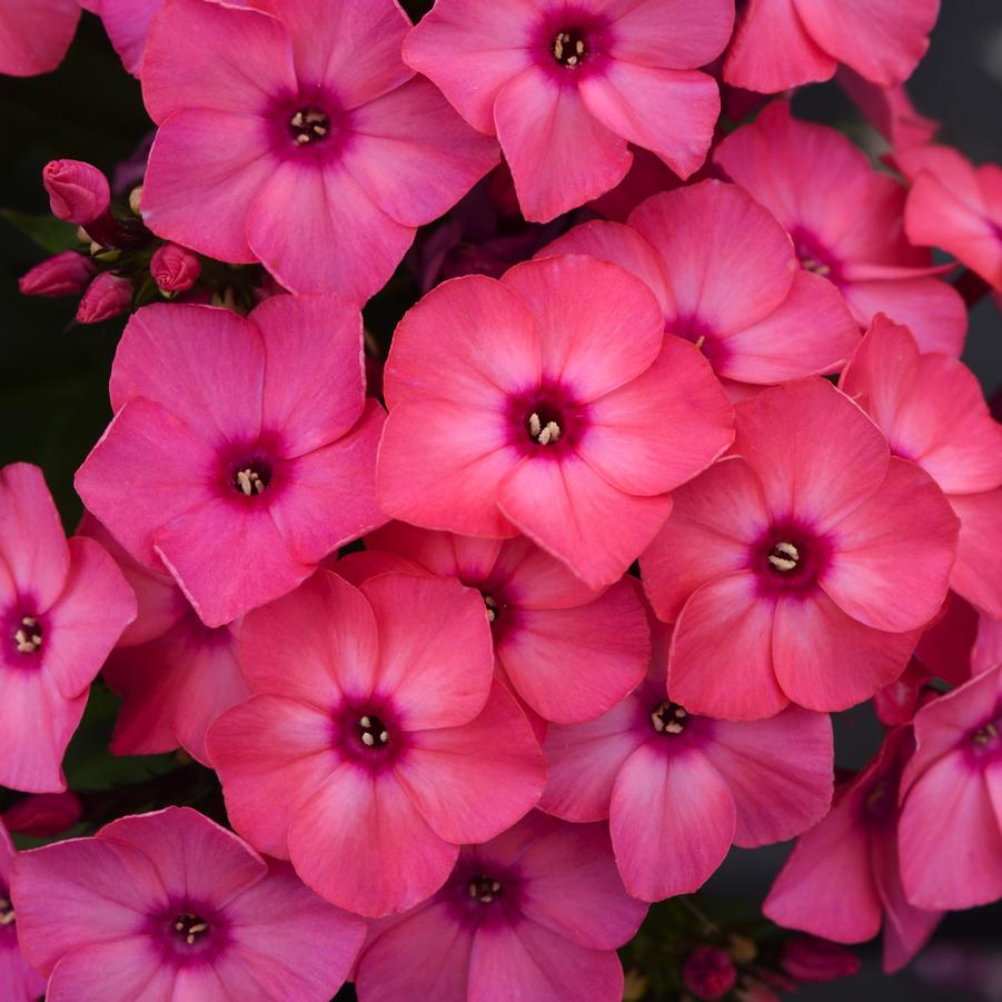 Phlox paniculata Super Ka-Pow™ 'Coral' - Garden Phlox from Hoffie Nursery