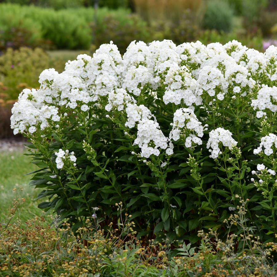 Phlox paniculata LUMINARY® 'Backlight' - Garden Phlox from Hoffie Nursery