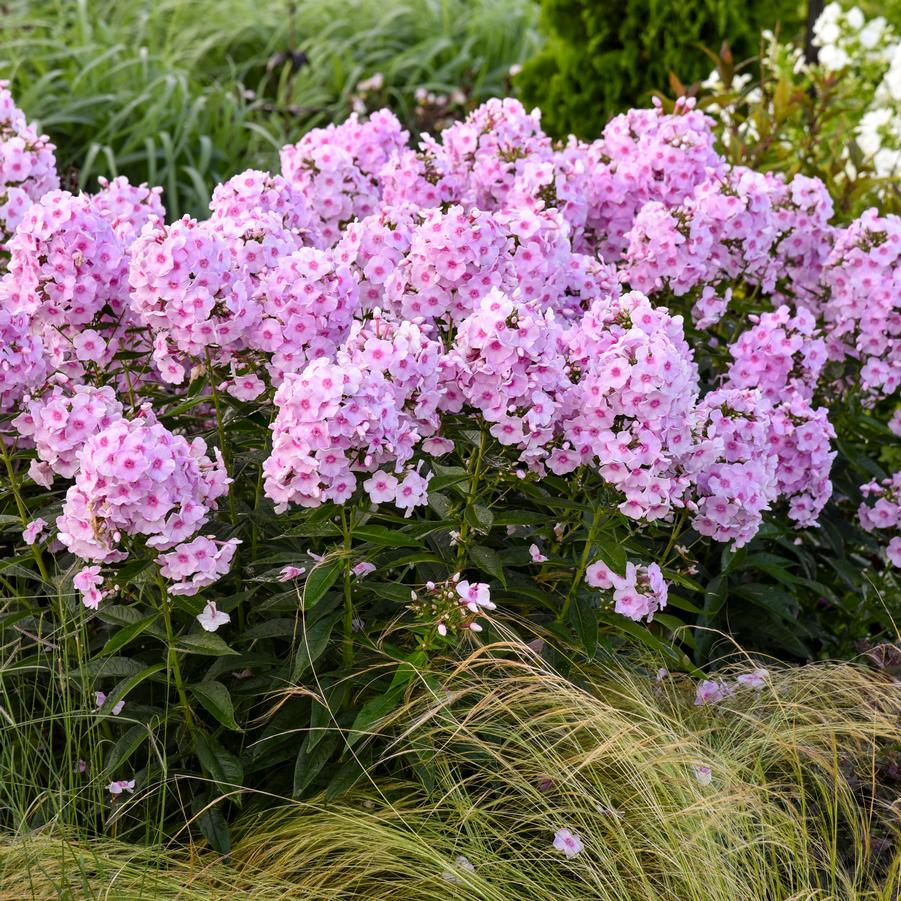 Phlox paniculata LUMINARY® 'Opalescence' - Garden Phlox from Hoffie Nursery