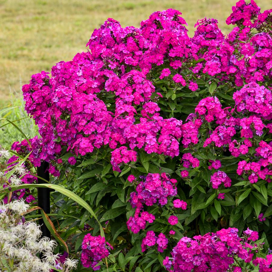 Phlox paniculata LUMINARY® 'Ultraviolet' - Garden Phlox from Hoffie Nursery