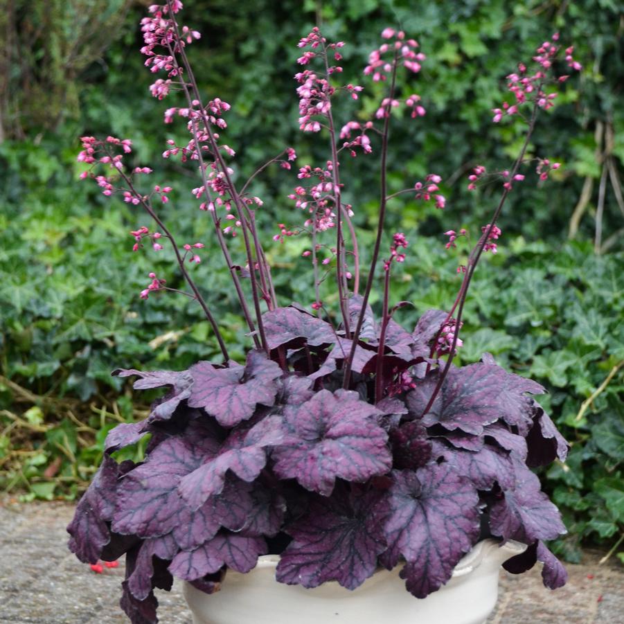 Heuchera 'Electric Plum' - Coral Bells from Hoffie Nursery