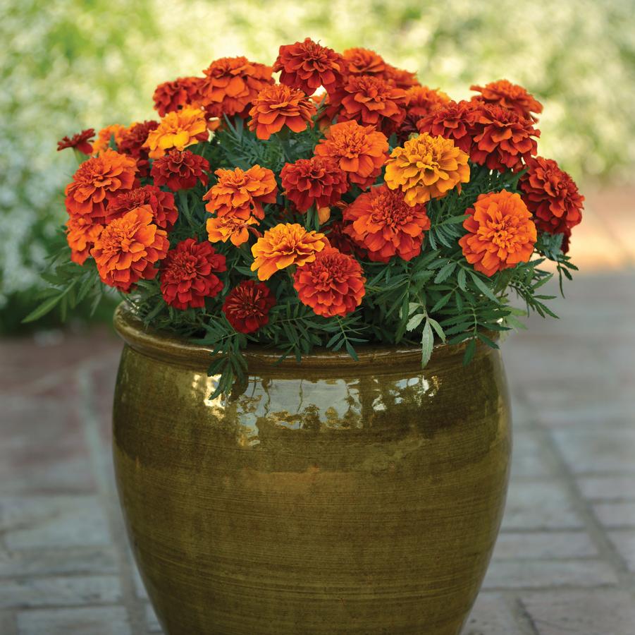 Marigold 'Fireball' - Dwarf Crested French Marigold from Hoffie Nursery